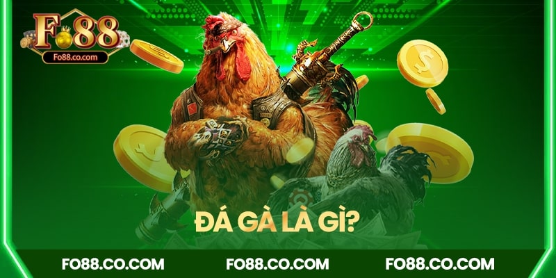 Đá gà là gì? Tìm hiểu từ A-Z về đá gà truyền thống đến hiện đại
