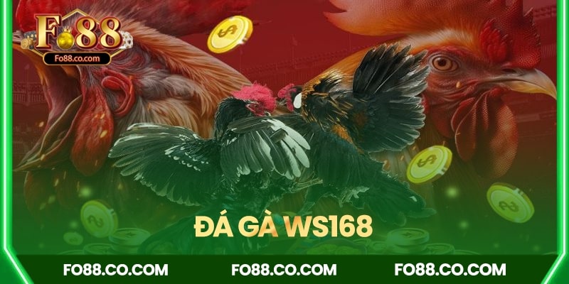 Đá gà WS168 – Sân chơi thực chiến kịch tính, Meron – Wala