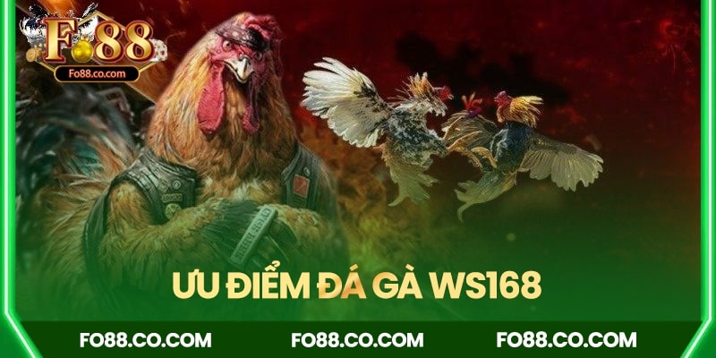 Tổng hợp các ưu điểm của hệ thống đá gà WS168
